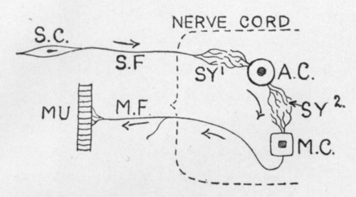 DIAGRAM OF A SIMPLE REFLEX ARC IN A BACKBONELESS ANIMAL LIKE AN EARTHWORM