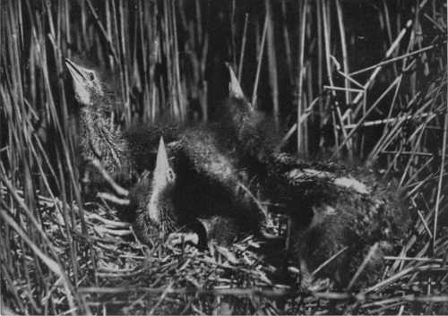 WHEN ONLY A FEW DAYS OLD, YOUNG BITTERN BEGIN TO STRIKE THE SAME ATTITUDE AS THEIR PARENTS THRUSTING THEIR BILLS UPWARDS AND DRAWING THEIR BODIES UP SO THAT THEY RESEMBLE A BUNCH OF REEDS