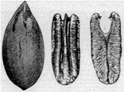 Fig. 13. Van Deman Pecan.