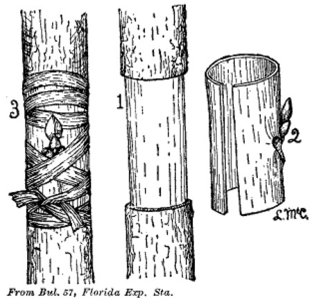 Fig. 20. Annular Budding. 1. Stock prepared for bud. 2. Bud. 3. Bud in
place and tied.