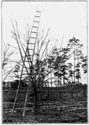 Fig. 35. After the Harvest.