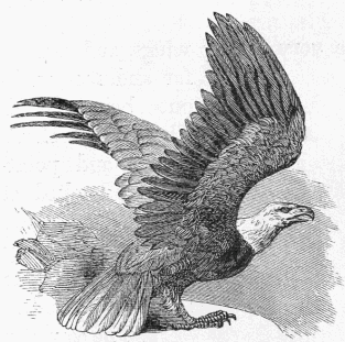 eagle