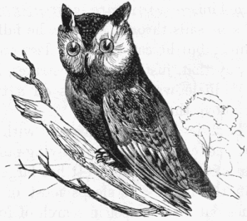 owl