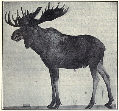 GIANT ALASKAN MOOSE