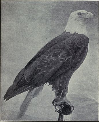 BALD-EAGLE