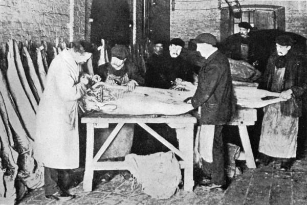 A DRASTIC INSPECTION

Of Refrigerated Chinese Pork at the Port of Liverpool.