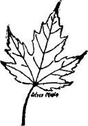 Silver Maple