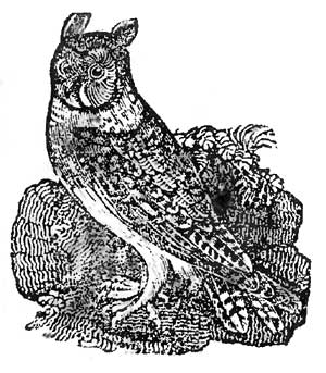 owl