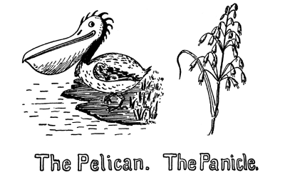 The Pelican. The Panicle.