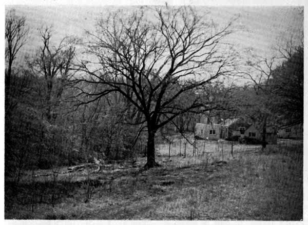 Field and trees viewed in winter