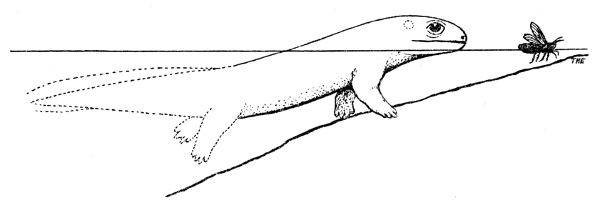 Fig. 12. Hesperoherpeton garnettense Peabody. Probable appearance
in life. × 0.5.