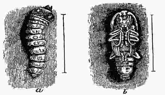 Fig. 13