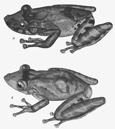 Two frogs