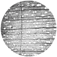 cross-section