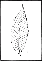 leaf