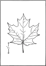 leaf