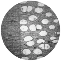 cross-section