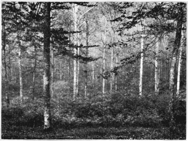 Two-storied Seed Forest. Fir under Beech, Germany.