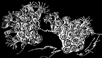 Fig. 16. Astrangia colony; natural size.