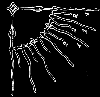 Fig. 63. Quarter-disk of young Eucope, older than Fig. 62, with a second set of tentacles (2) between the first set (1).