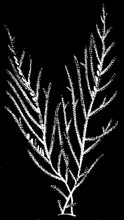 Fig. 86. Dyphasia rosacea, natural size.