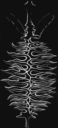 Fig. 123. Ovary of Ptychogena; magnified.