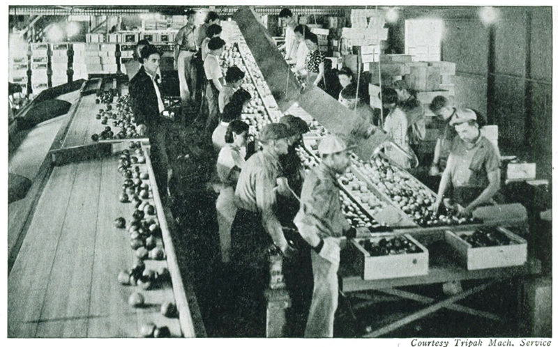 Courtesy Tripak Mach. Service</p>

<p>Figure 20.—A California packing house with elaborate machinery and fully organized.