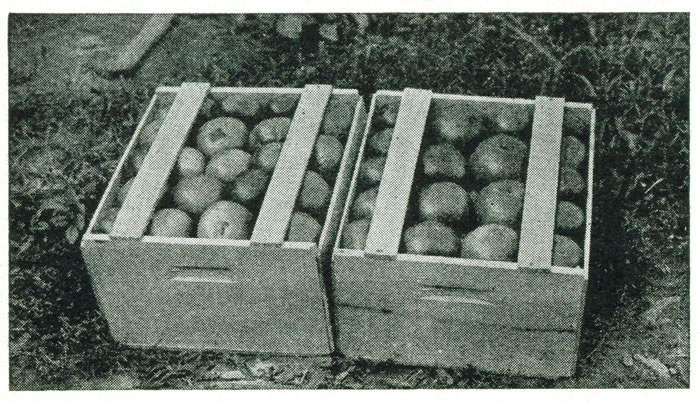 Figure 25.—The Connecticut half bushel box. Figure 19
shows how this is packed.