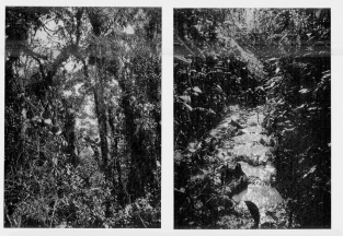 Fig. 13—Composition of tropical vegetation in the rain
forest above Pongo de Mainique, elevation 2,500 feet (760 m.). Scores of
species occur within the limits of a single photograph.