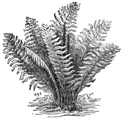 Cinnamon Fern