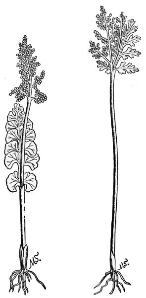 PLATE IX
MOONWORT
LANCE LEAVED GRAPE FERN