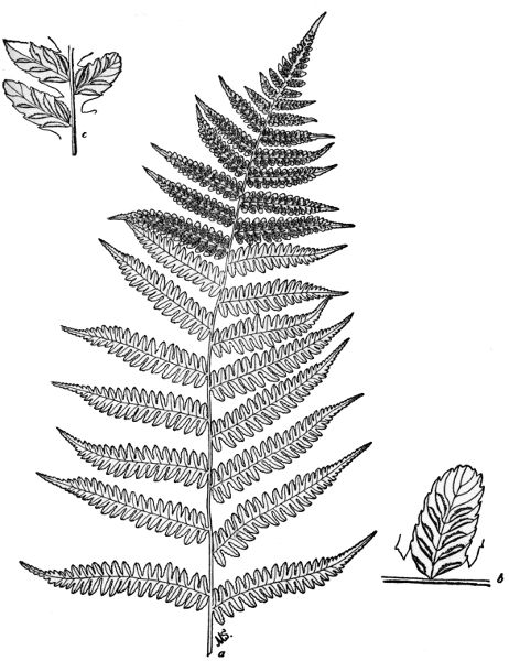 PLATE XVI a Upper part of fertile frond of Silvery Spleenwort