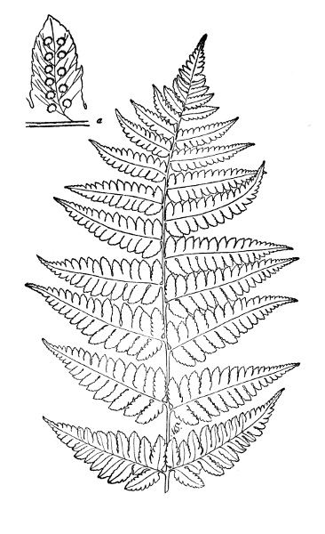 PLATE XXX
Part of CLINTONS WOOD FERN