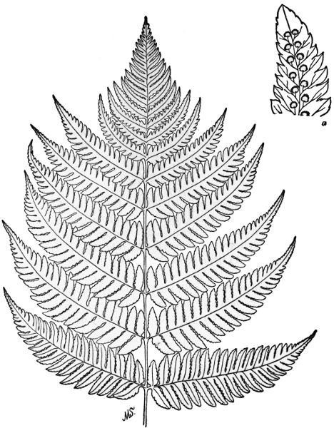 PLATE XXXI
Part of fertile frond of Goldies Fern