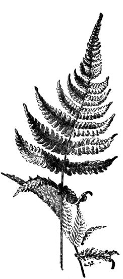 Long Beech Fern