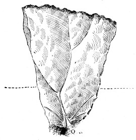 Fig. 263. Begonia leaf cutting. Natural size.