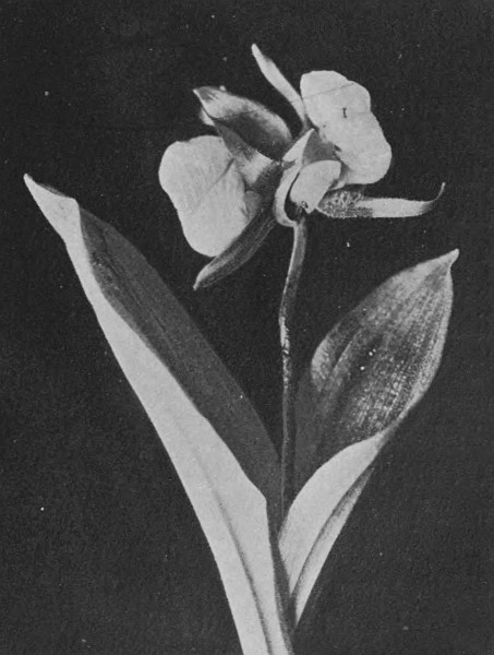 Fig. 3.—A Twin-Flowered Cypripedium
Acaule (Ait.).