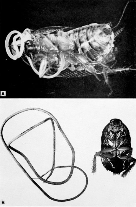 mermithid that parasitizes...