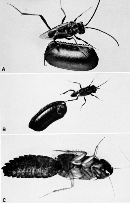 Prosevania punctata.